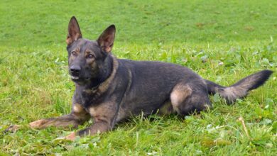 Polizeihund Rusty stellt flüchtenden Mann in Luzern