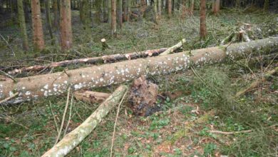 Secki SG: Mann (27) stirbt bei Arbeitsunfall durch Baum