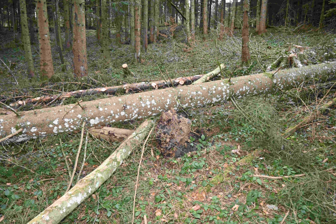 Arbeitsunfall in Secki SG: Mann (27) durch Baum tödlich verletzt. Arbeitsunfall in Secki SG: Mann (27) durch Baum tödlich verletzt.