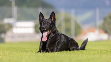 Erfolgreiche Einbrecherfestnahme in Willisau LU durch Polizeihund „Dodge“