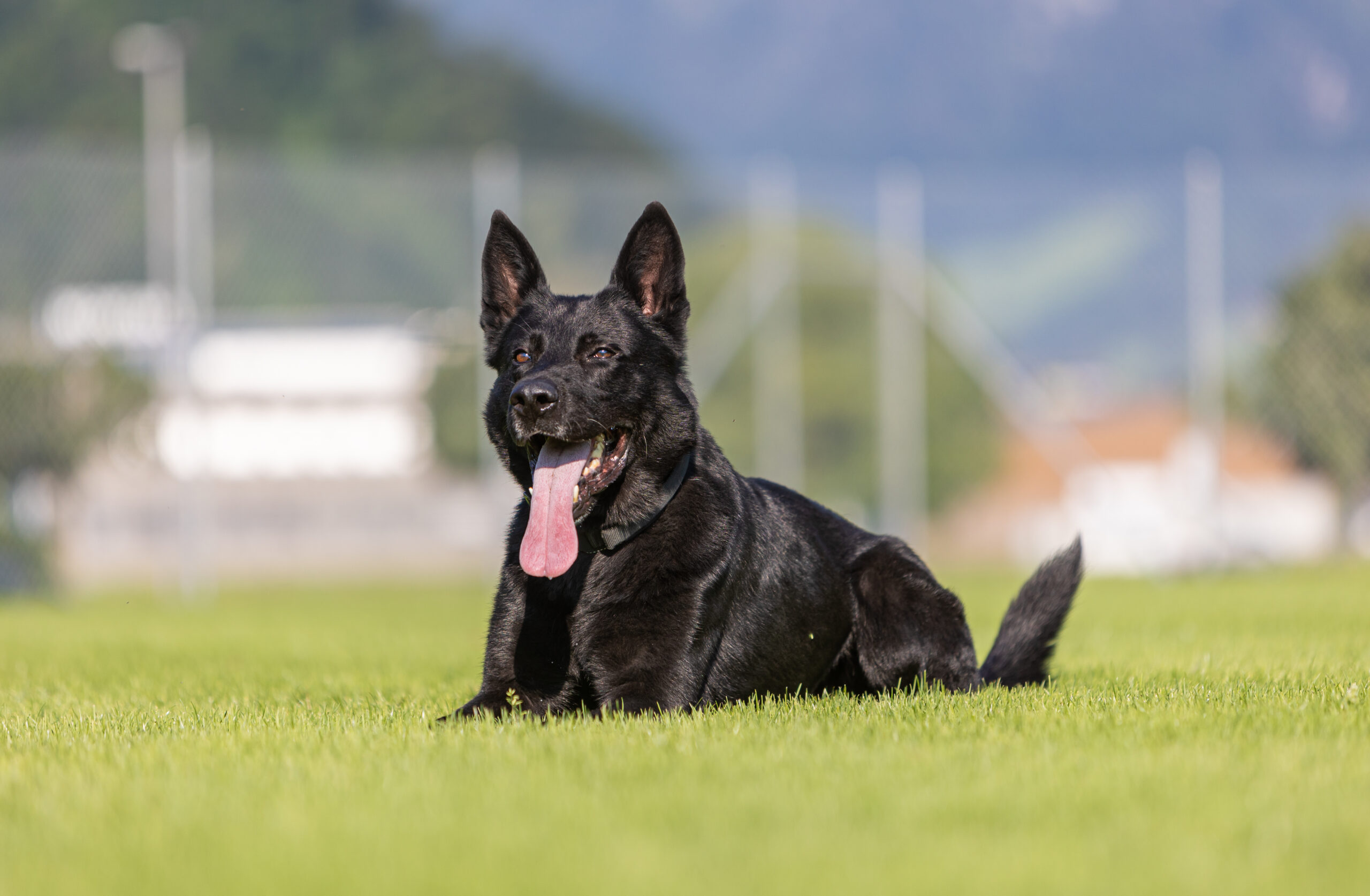 Einbrecherfestnahme in Willisau LU durch Polizeihund "Dodge" 