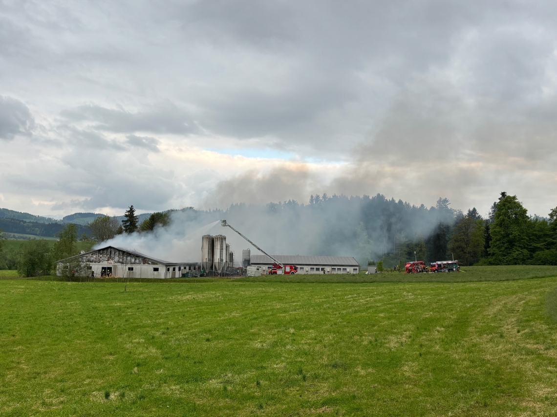 Verheerender Brand in Schweinemastbetrieb in Höfrig Verheerender Brand in Schweinemastbetrieb in Höfrig