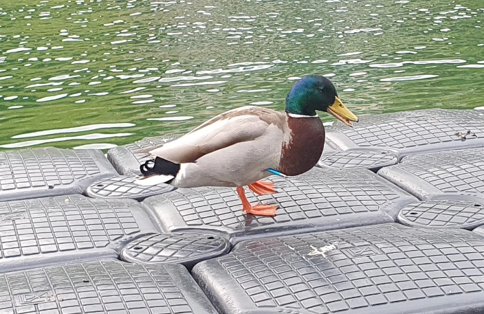 Enten in Unterägeri ZG von Unbekannten angegriffen: Polizei sucht Zeugen Enten in Unterägeri ZG von Unbekannten angegriffen: Polizei sucht Zeugen